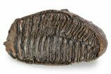 Fossil Woolly Mammoth Upper M Molar - Poland #357017-4